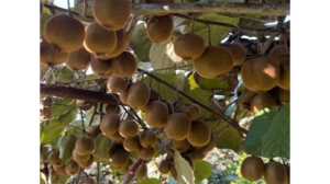 باغات کیوی چوبر