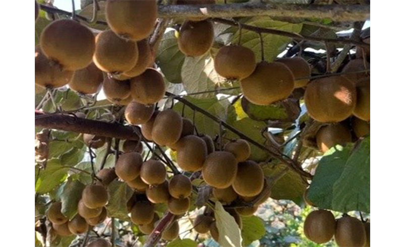 باغات کیوی چوبر
